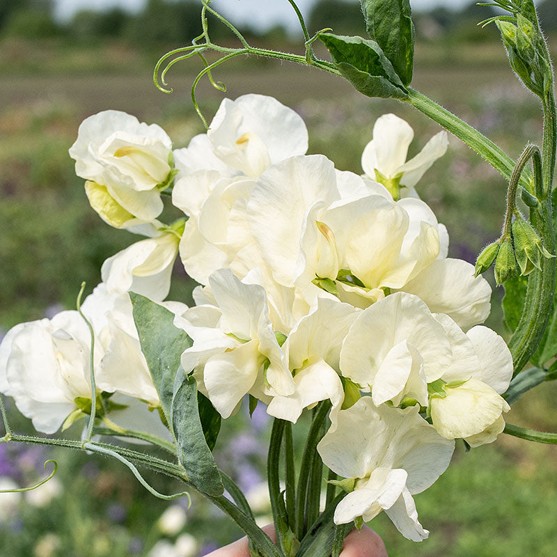 Sweet Pea Seeds