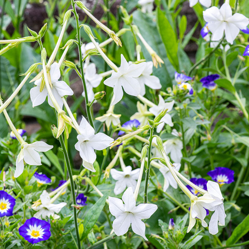 Heirloom Plants