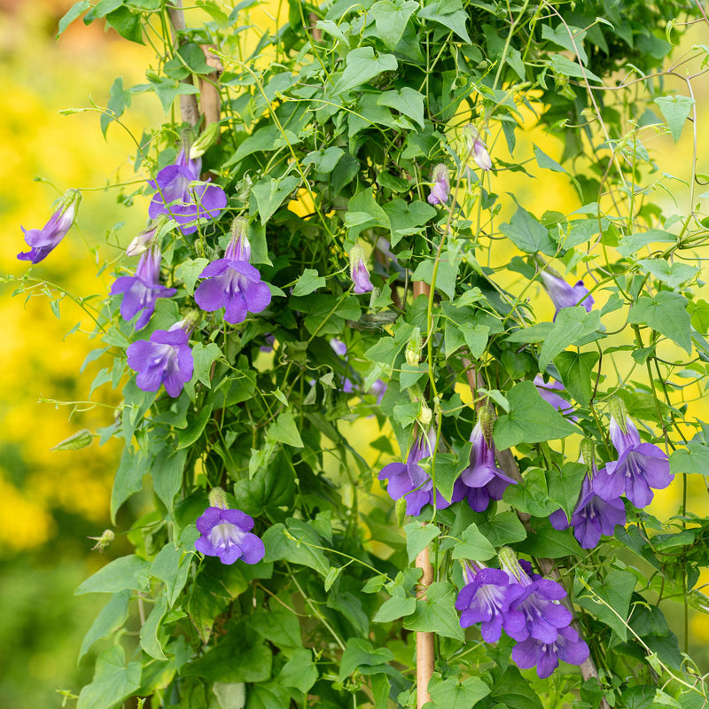 Vining Seeds