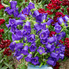 Canterbury Bells 'Blue'