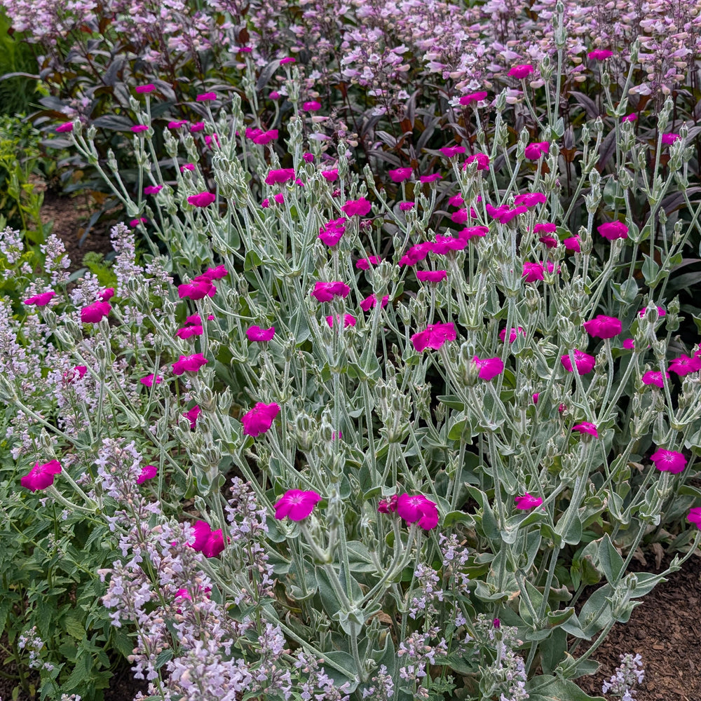 Rose Campion
