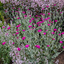 Rose Campion