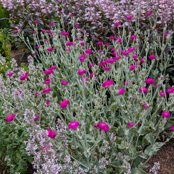 Rose Campion