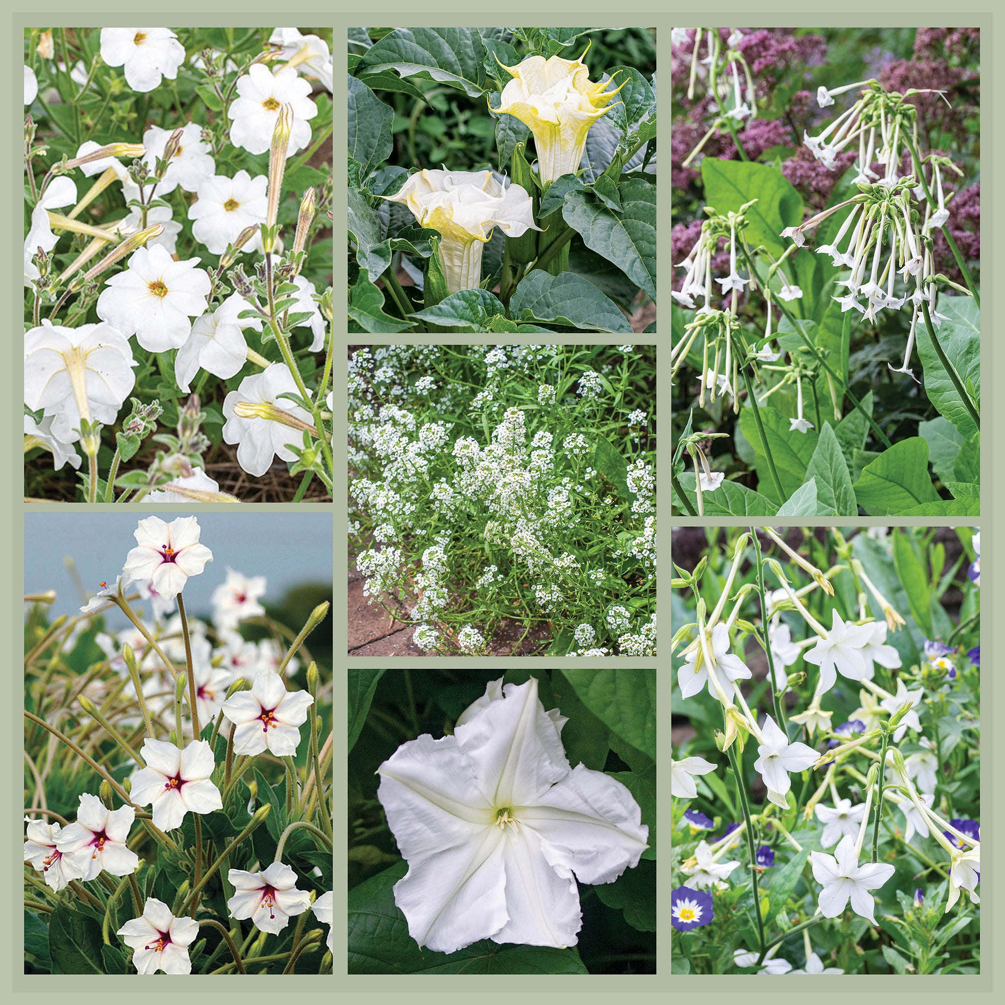 Moon Garden Bundle