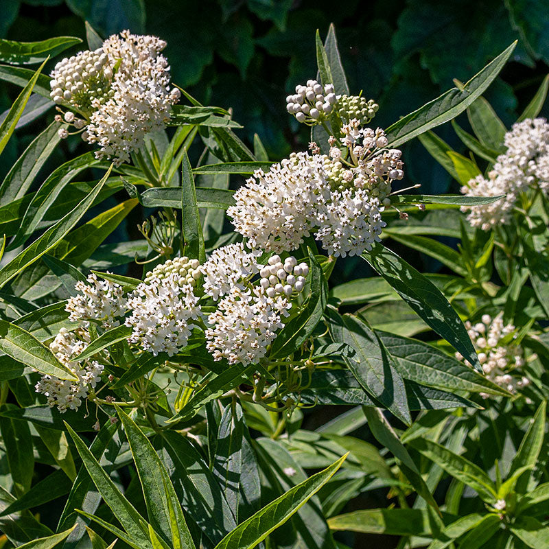 Milkweed - Swamp 'Milkmaid'