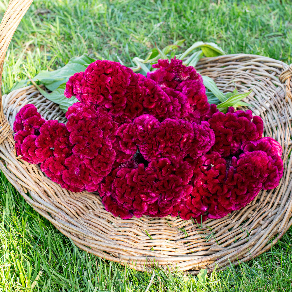 Celosia 'Cramer's Burgundy'
