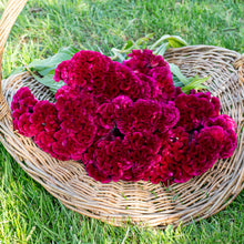 Celosia 'Cramer's Burgundy'