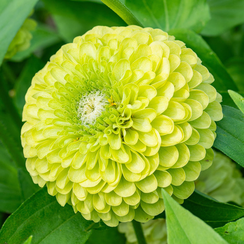 
  



Zinnia 'Benary's Giant Lime'
