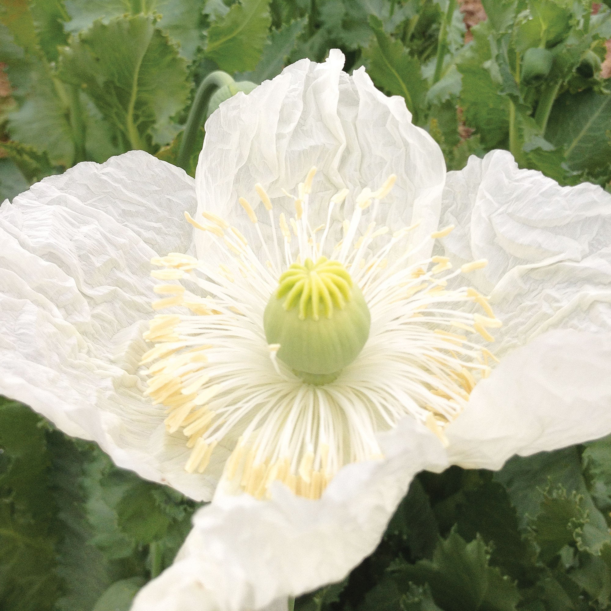 Poppy 'Peshawar White' Organic