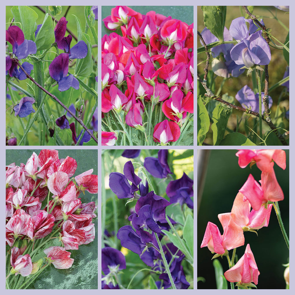 Sweet Pea 'Heirloom Fragrance' Seed Collection