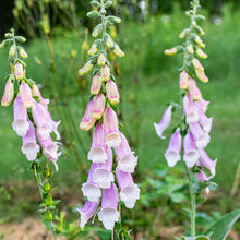 Foxglove 'Silver Fox'