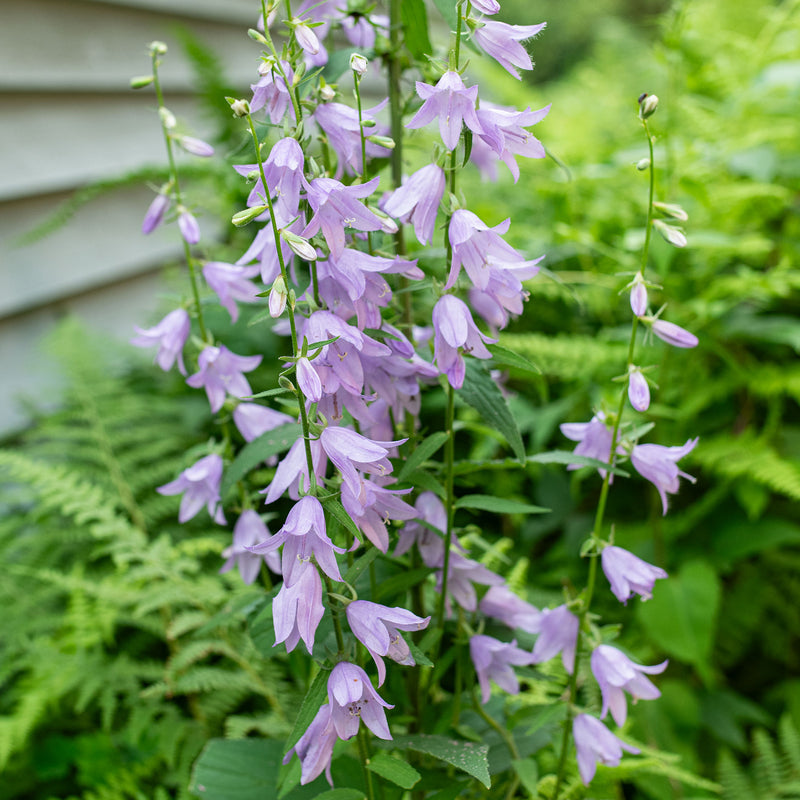 
  



Ladybells
