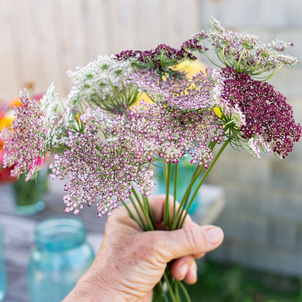 Queen Anne's Lace 'Dara' - S2