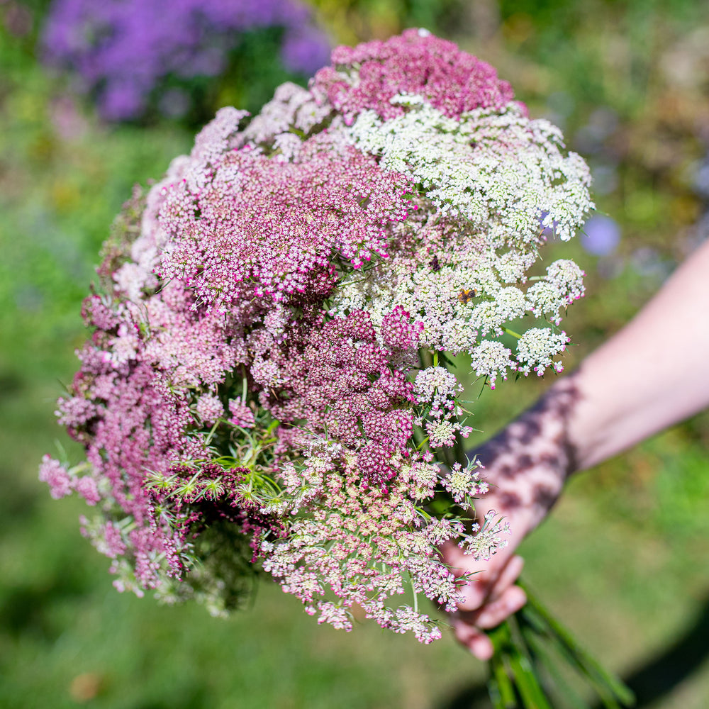 Queen Anne's Lace 'Dara' - S2