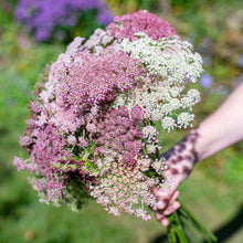Queen Anne's Lace 'Dara' - S2