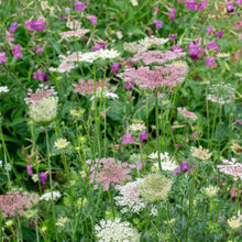 Queen Anne's Lace 'Dara' - S2