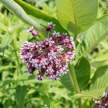Milkweed - Common