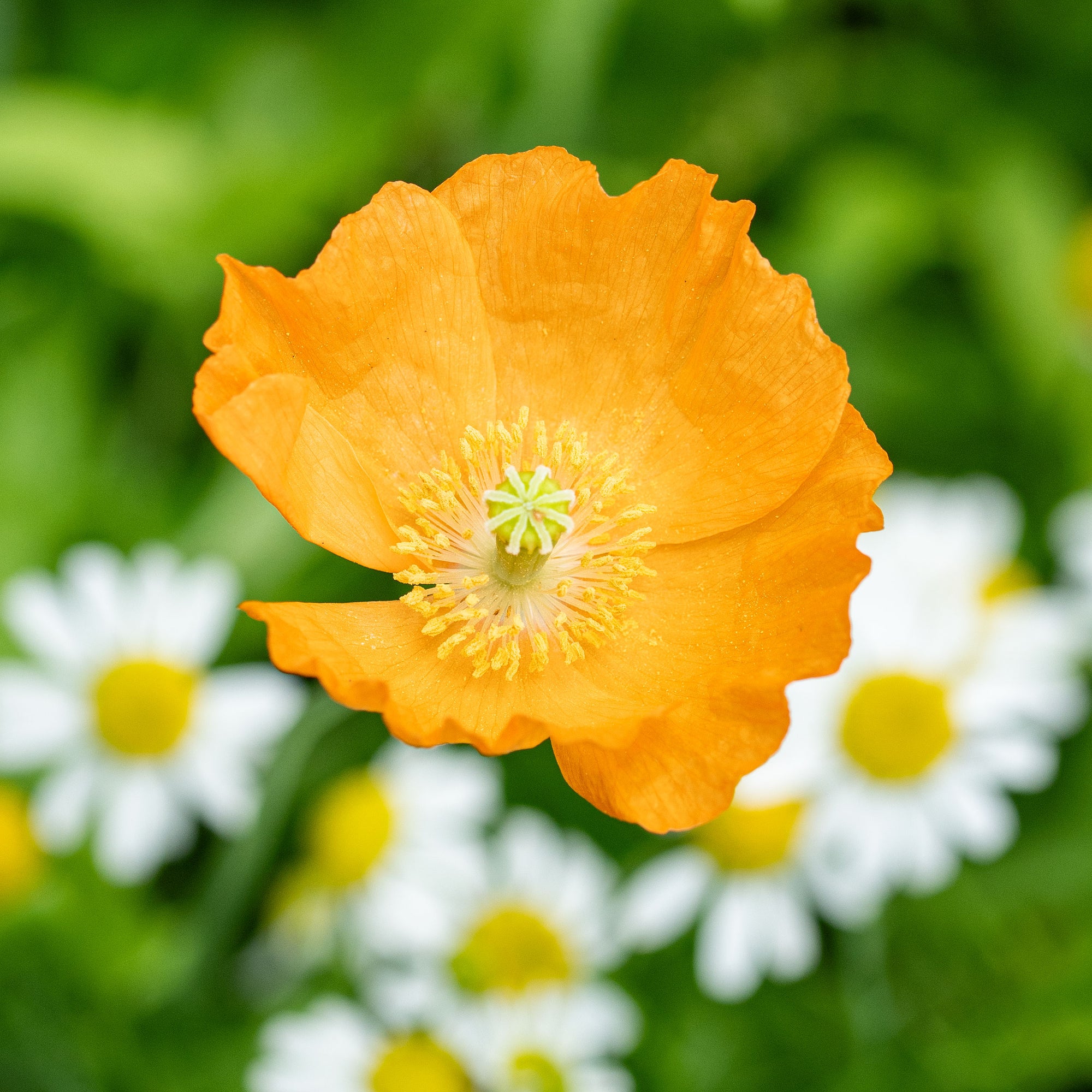 Spanish Poppy