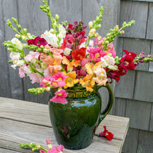 Snapdragon 'Chantilly Mix'