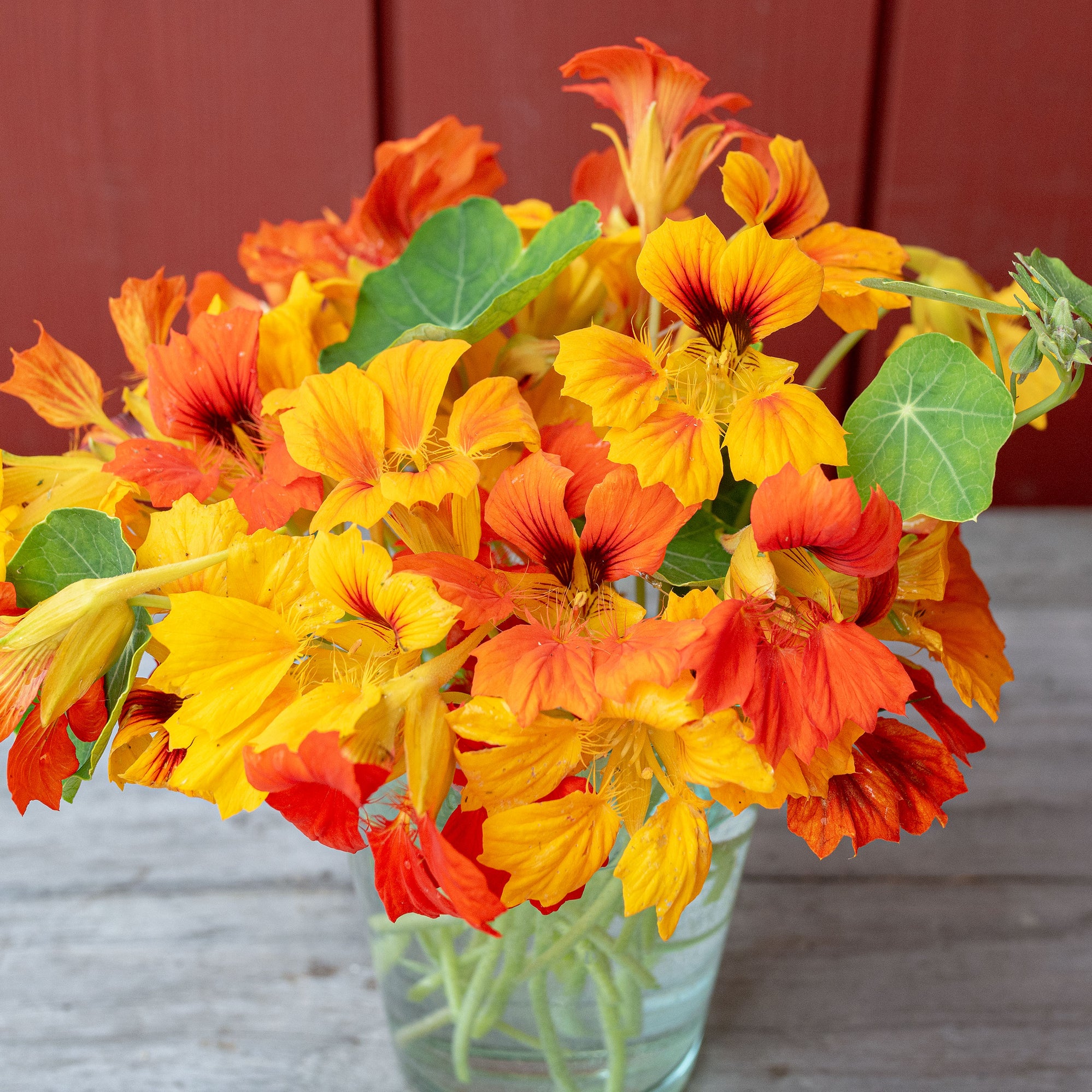 Nasturtium 'Phoenix'