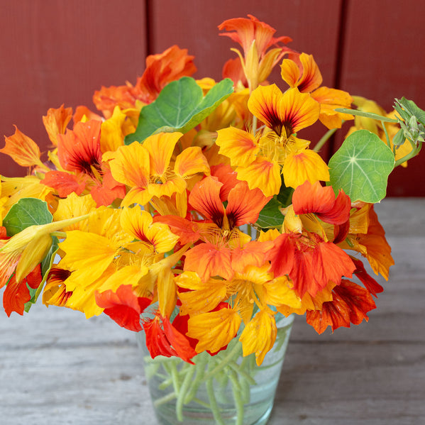 Nasturtium 'Phoenix'