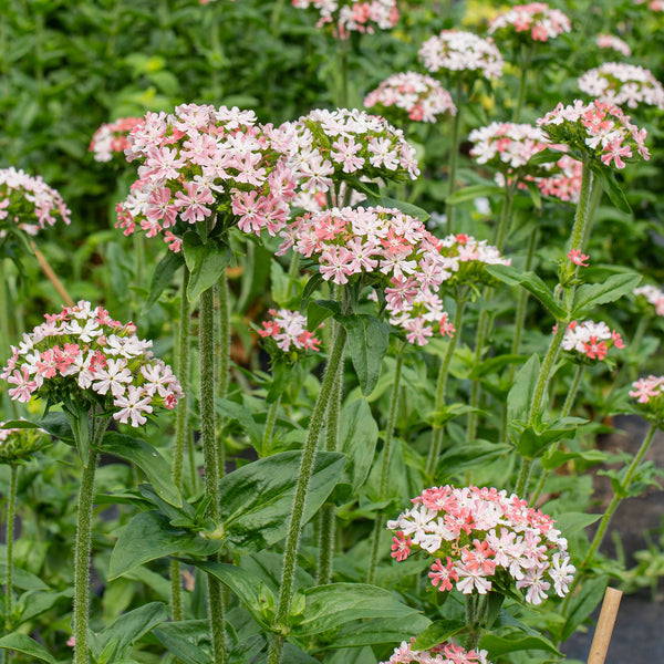 Maltese Cross 'Dawn Sky'