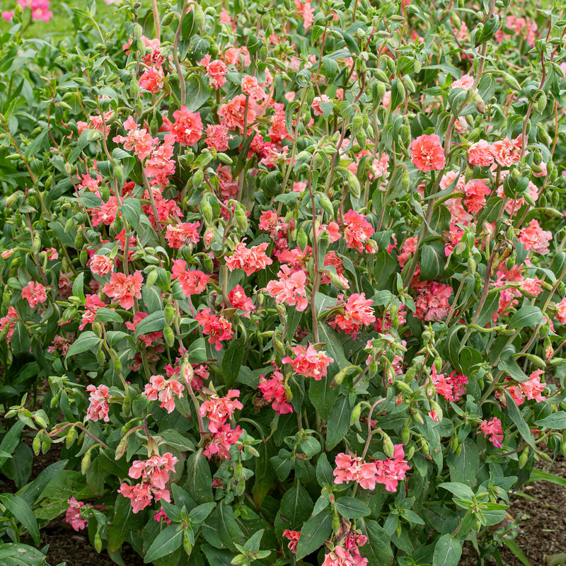 
  



Clarkia 'Salmon Queen'

