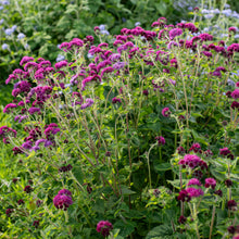 Ageratum 'Red Bouquet'