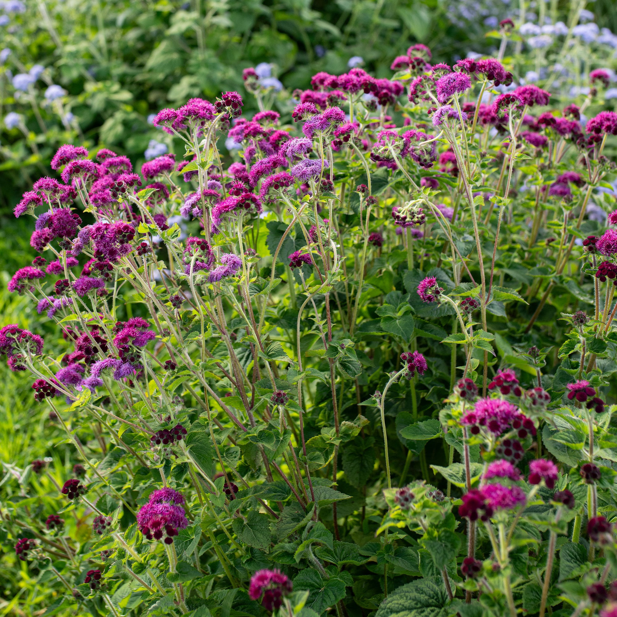 Ageratum 'Red Bouquet'