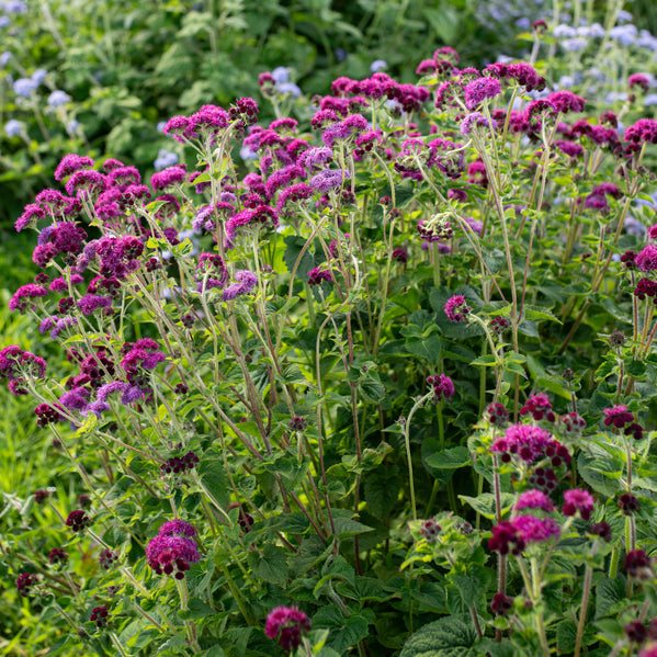 Ageratum 'Red Bouquet'