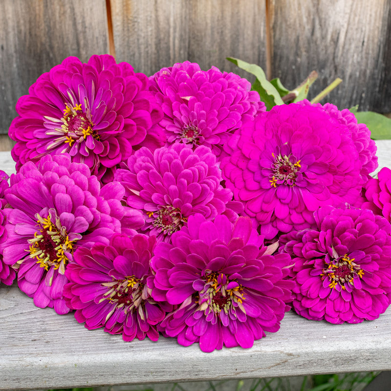 
  



Zinnia 'Benary's Giant Purple'
