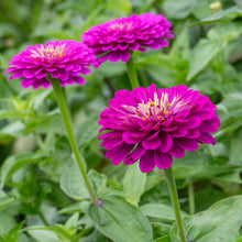 Zinnia 'Benary's Giant Purple'