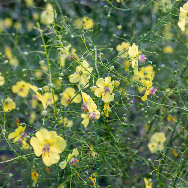 
    



Mullein 'Butterfly Yellow'
