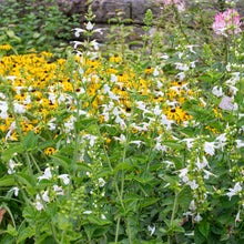 Salvia - Texas Sage Hummingbird™ 'Snow Nymph'