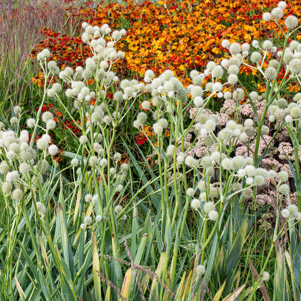 Rattlesnake Master