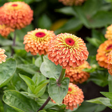Zinnia 'Queeny Orange Lime'