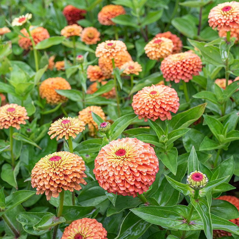 Zinnia 'Queeny Orange Lime' - S2