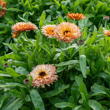 Calendula 'Orange Flash'