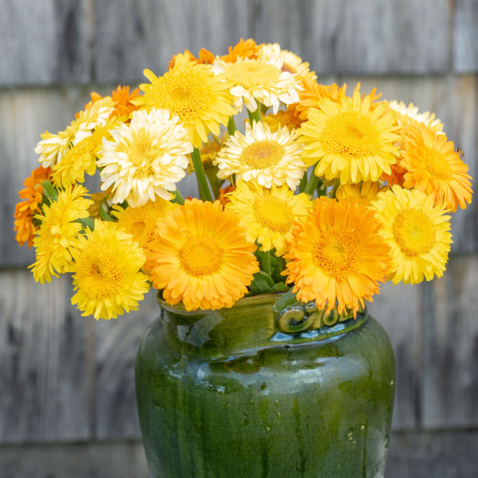 Calendula 'Kinglet Mix'