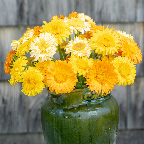 Calendula 'Kinglet Mix'