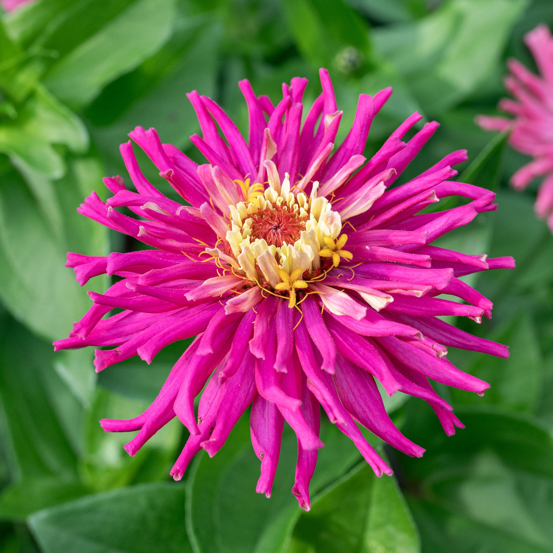 Zinnia 'Lilac Empress'