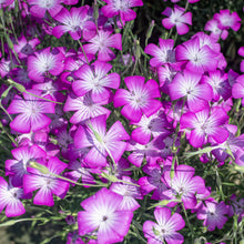 Agrostemma 'Purple Queen'