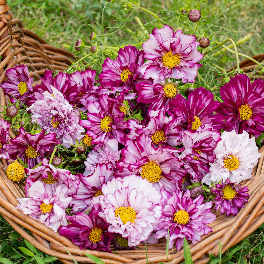 Cosmos 'Double Click Bicolor Violet'