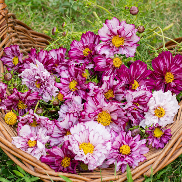 Cosmos 'Double Click Bicolor Violet'