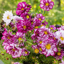 Cosmos 'Double Click Bicolor Violet' - S2