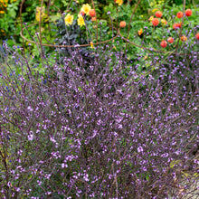 Verbena 'Bampton' - S1