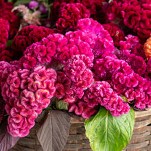 Celosia 'Cramer's Rose'