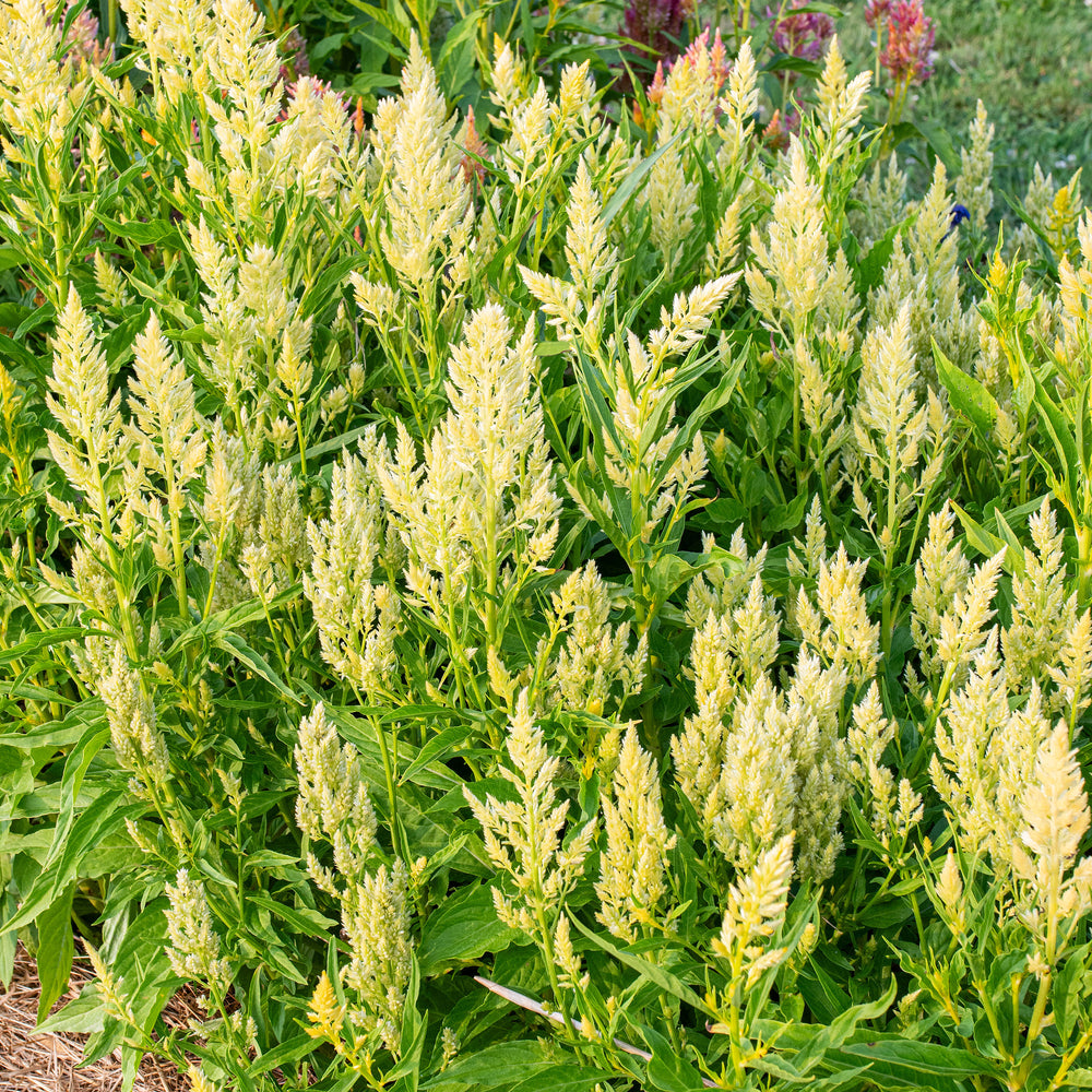Celosia 'Sylphid'