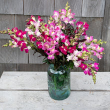 Snapdragon 'Twilight Mix'