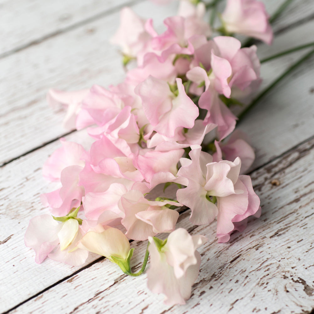 Sweet Pea 'Anniversary'